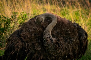 Closeup shot of an ostrich sleeping in a tall grass on a sunny daytime