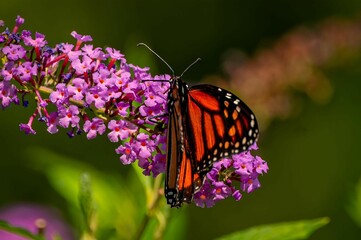 Monarch butterfly with orange and black wings is perched on a cluster of purple flowers