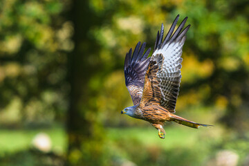Red Kite, Milvus milvus, bird in flight