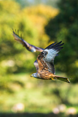 Red Kite, Milvus milvus, bird in flight
