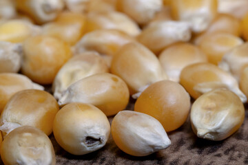 close up of a pile of corn seeds on wooden table