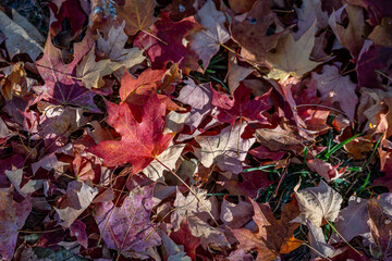 charlotte, north carolina