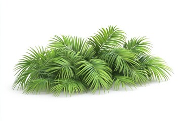 Lush Green Palm Fronds Isolated on White Background