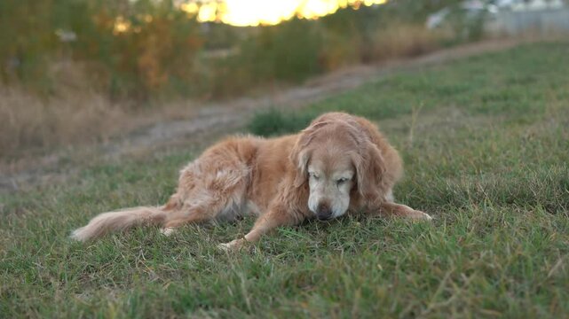 Senior golden retriever struggling to stand lying on grass in park at sunset