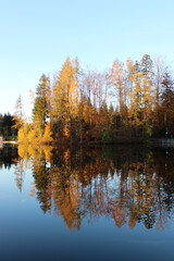 Beautiful tree reflection in a lake, Waldsee Lindenberg im Allgäu