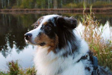 Australian Shepherd blue merle white copper closeup