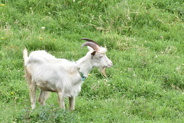 white goat on a meadow