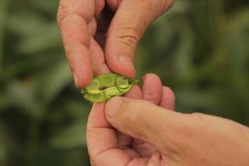 Manos de agricultor abriendo una vaina de soja verde para revelar las semillas maduras en su interior en un campo de soja verde un dia nublado