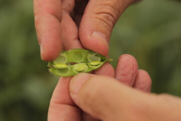 Manos de agricultor abriendo una vaina de soja verde para revelar las semillas maduras en su...
