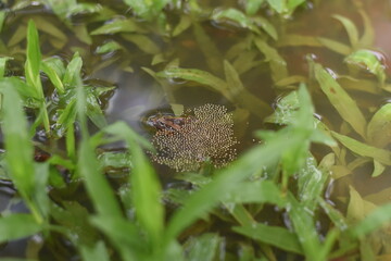 Two frogs mating and fertilising surrounding eggs