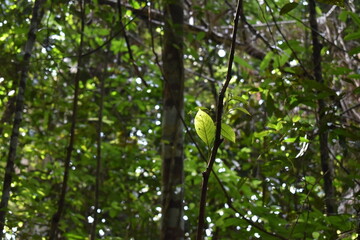 Leaf on a branch catching sunlight