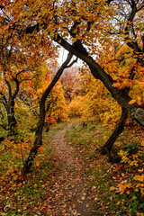autumn in the forest