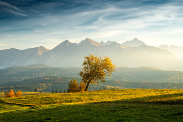 Obraz premium Lonely Tree on Mountain Landscape