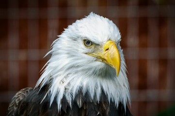 Majestic bald eagle portrait
