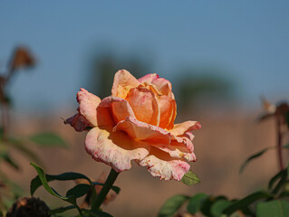 Pink Rose against sky.