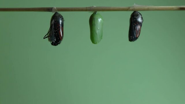 Two Monarch Butterflies hatch from chrysalis, Danaus plexippus, cut in middle at fast speed 500x on light green background