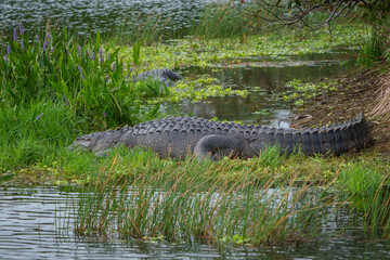 Alligators in the marsh