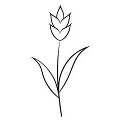 Lavender Flower Vector Illustration, Hand-Drawn Lavender Plant flower