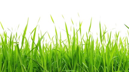 Fototapeta premium Isolated crop on white background showcases nature's bounty. A vivid display of agricultural produce that highlights its beauty and importance.