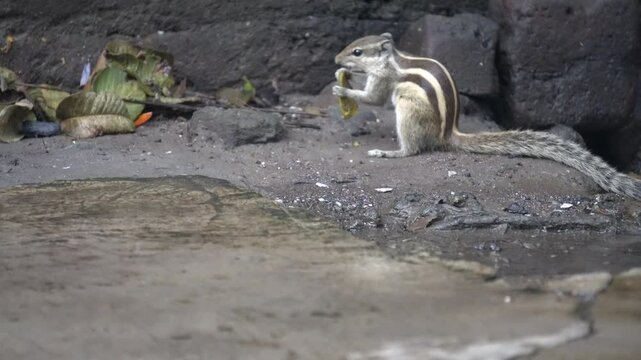 The Squirrels: Close-up of a squirrel in natural habitat, showcasing its expressive eyes, fluffy tail, and tiny paws, capturing a moment of curiosity.