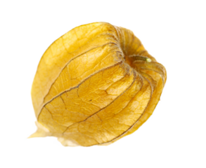 Physalis, groundcherrie isolated on white