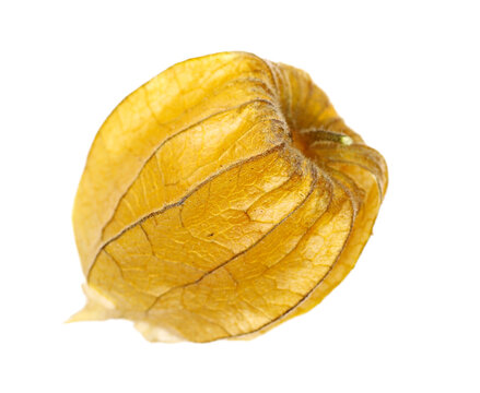 Physalis, groundcherrie isolated on white