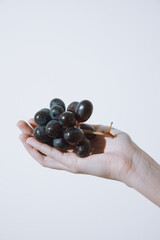 Fototapeta premium Hand holding black grapes on white background with copy space for text