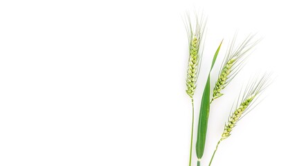 Fototapeta premium Isolated crop on white background showcases nature's bounty. A vivid display of agricultural produce that highlights its beauty and importance.