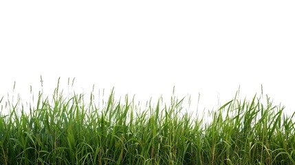 Isolated crop on white background showcases nature's bounty. A vivid display of agricultural produce that highlights its beauty and importance.