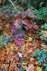 Colorful Autumn Leaves on Forest Floor