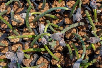 Close-up of young mangrove seedlings prepared for coastal reforestation in Tluwuk, Pati