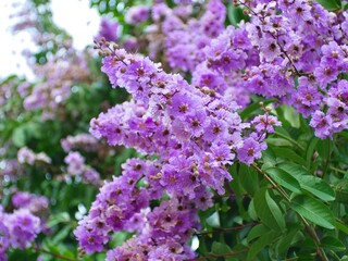 Fototapeta premium a bunch of colorful Lagerstroemia loudonii flowers are blooming