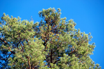 blue sky and tree, nacka,sverige,sweden,stockholm,Mats,autumn