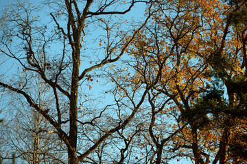 Fototapeta premium trees and sky, nacka,sverige,sweden,stockholm,Mats,autumn