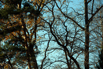 trees in the forest, nacka,sverige,sweden,stockholm,Mats,autumn