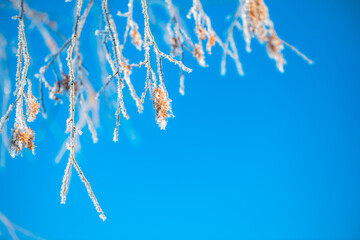 tree branches covered with frost against the background of a clear blue sky in winter early in the morning, winter phenomenon, natural winter background, with copy space