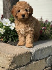 Golden doodle with flowers outside