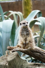 ミーアキャット