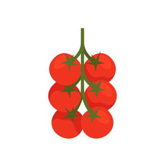 Cherry Tomatoes, isolated flat illustration in transparent background