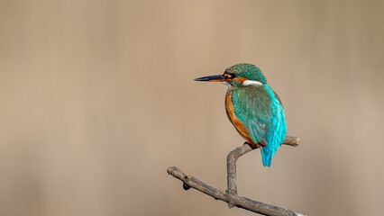 Common kingfisher perched on dry branch