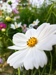 white daisy flower
