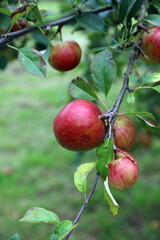 Closeup of a branch of ripening apples, Lincolnshire England
