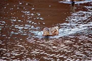 Ente auf dem Wasser