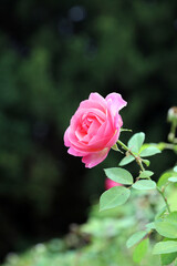 Macro image of a single pink Rose Hyde Hall bloom in Autumn, Lincolnshire England
