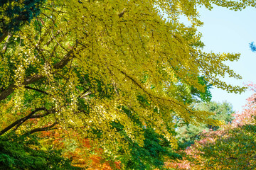 Ginkgo leave. Yellow ginkgo leave in autumn with blue sky