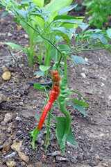 Red and green Chillis growing in a greenhouse, Lincolnshire England
