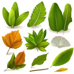Obraz premium A collection of various leaves showcasing different shapes and colors.