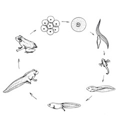 Frog growth stages. Hand drawn realistic black line illustration.