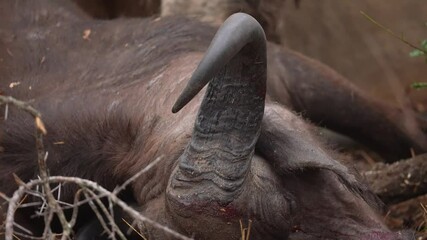 Mature male African Lion (Panthera leo) has just killed a Cape Buffalo. Pan up from the horns of the buffalo to the Lion. Slow motion, 25 percent natural speed.