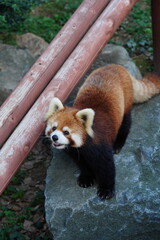 レッサーパンダ
